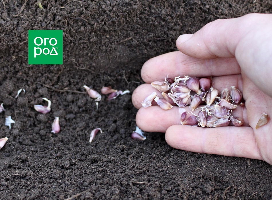 Plantando ajo