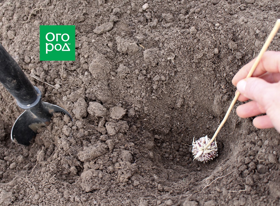 Plantando ajo