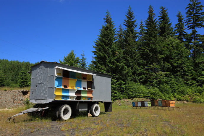 Transporte de abejas
