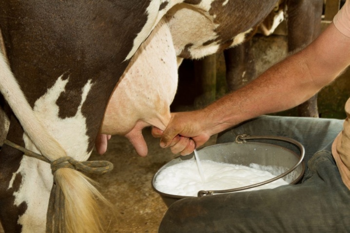 leche de vaca