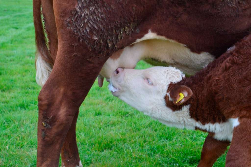 Periodo de lactancia en las vacas