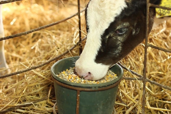 Alimentando a una vaca durante la lactancia