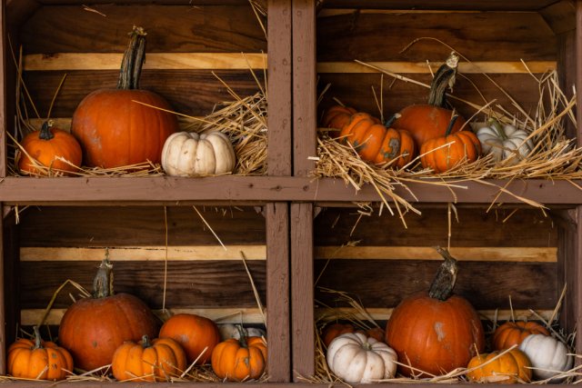 ¿Cuánto dura la calabaza?