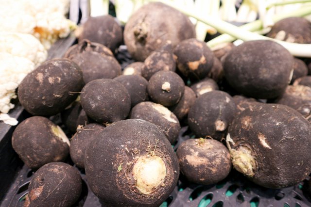 ¿Cuánto dura el rábano negro?