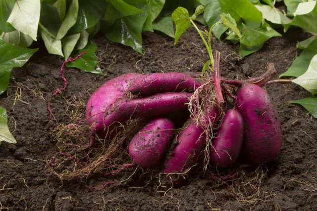 Ñame de batata