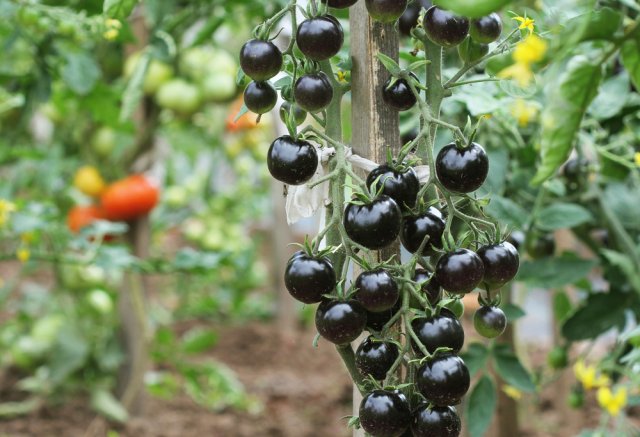Un manojo de tomates negros