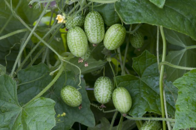 Frutos de Melothria en tallos