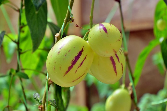Frutos de pepino en las ramas