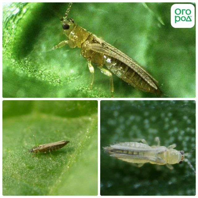 thrips