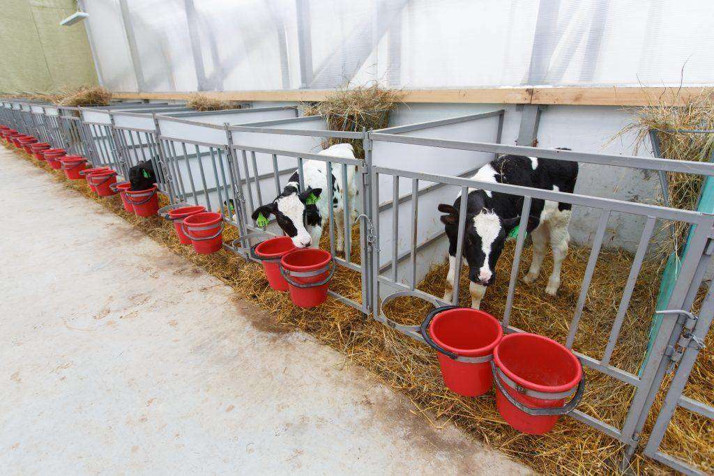 Puesto de vacas
