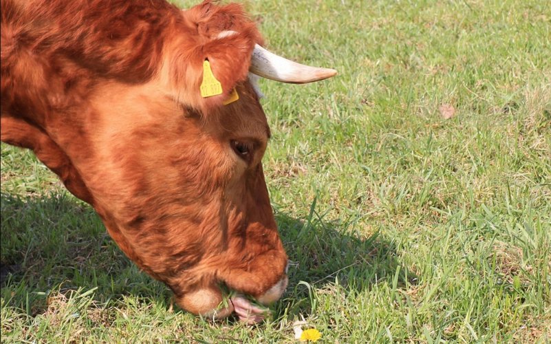 El paseo de la vaca de Krasnogorbatovsk
