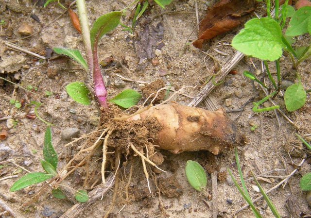 verduras que no temen a las heladas