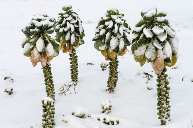 verduras que no temen al frío