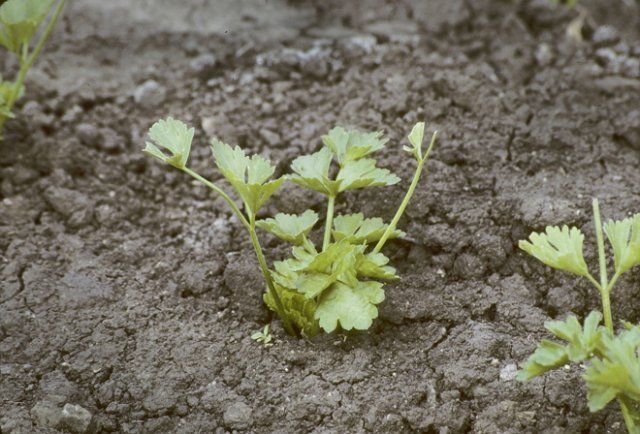 El apio joven se planta profundamente.