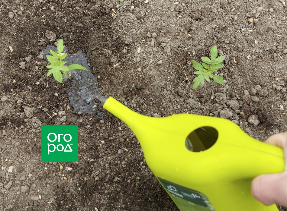 Cultivo de tomates