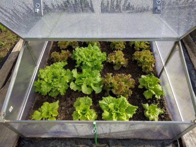 Lechuga de cabeza en invernadero
