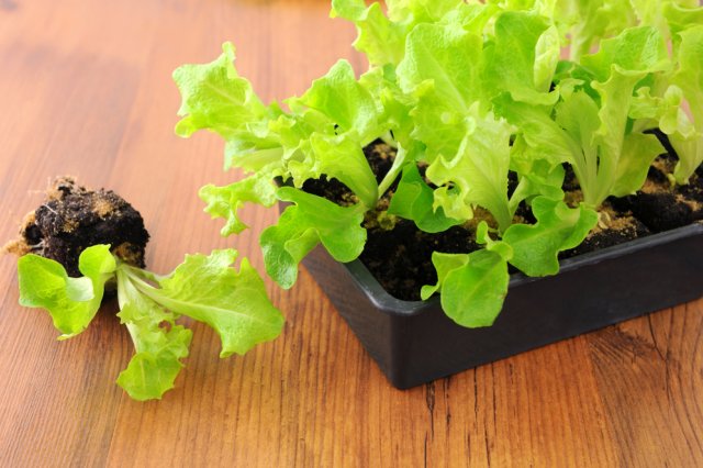Plántulas de lechuga