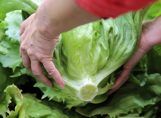 Cosecha de lechuga