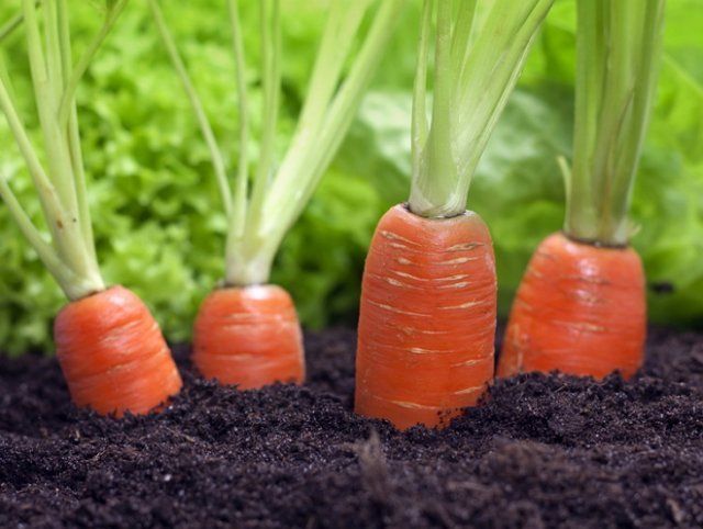 Si no apilas las zanahorias, pueden volverse verdes.