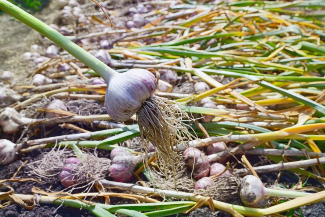 cosecha de ajo