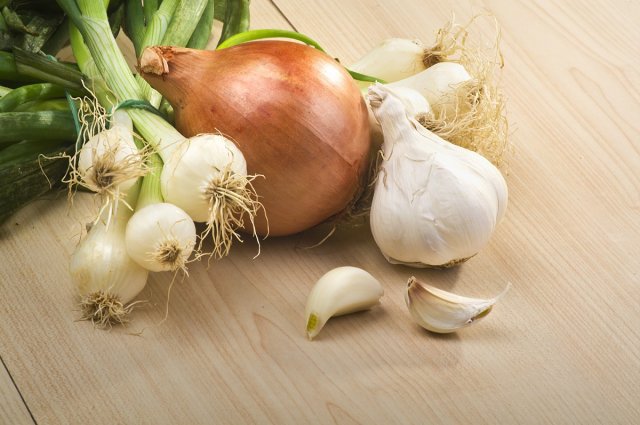 Cebollas y ajos del escarabajo de la patata