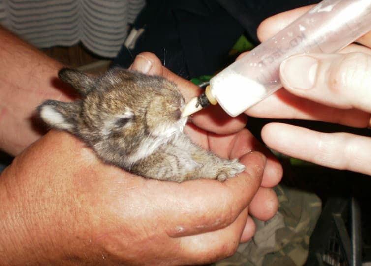 Alimentando a un conejo recién nacido con un pezón