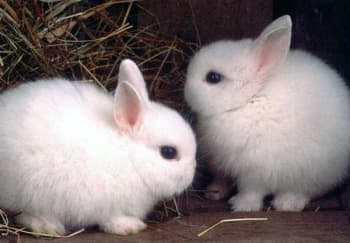 Conejos