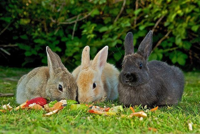 Nutrición del conejo