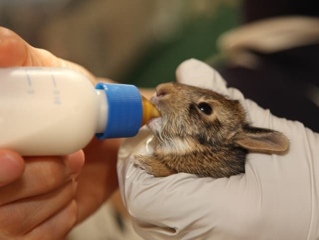 Alimentando a un conejo pequeño con una tetina artificial