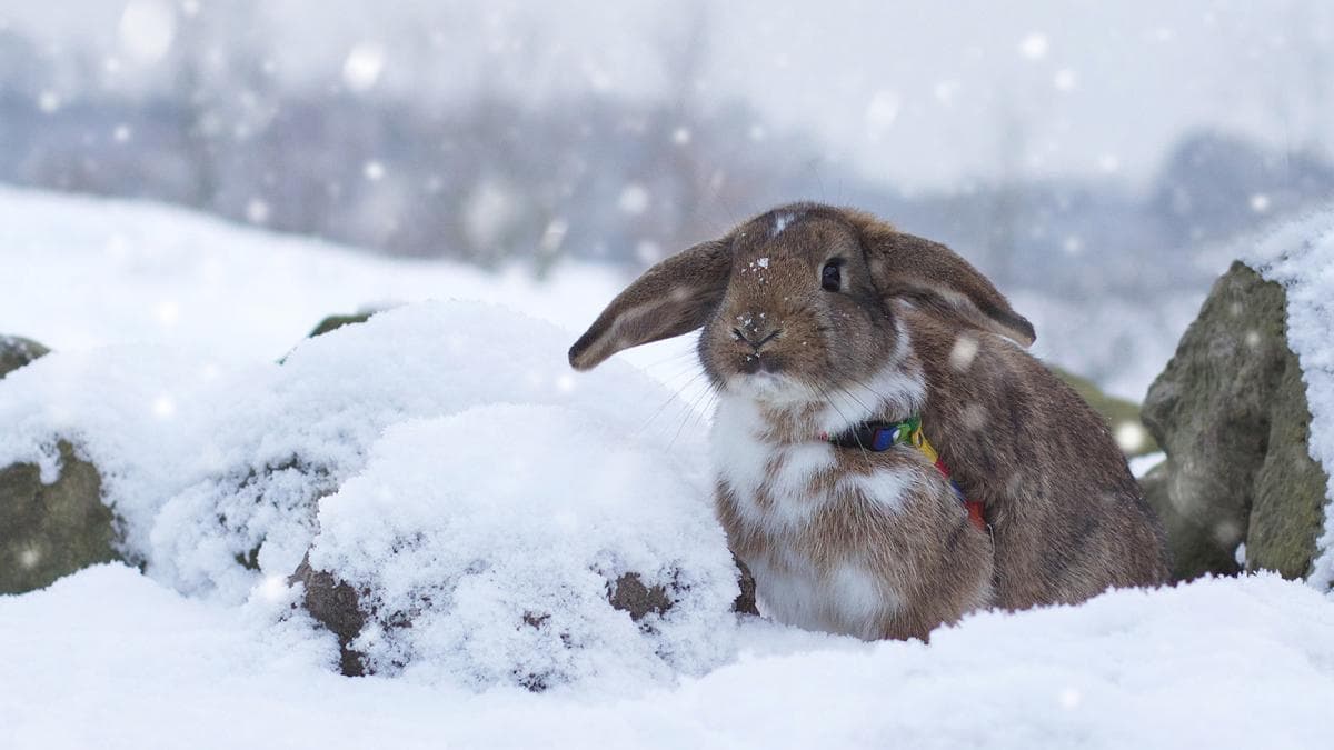 Conejo en la nieve