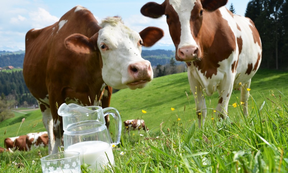 Vacas y leche