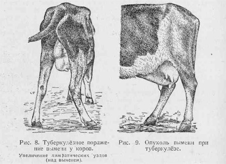 Tuberculosis de la ubre