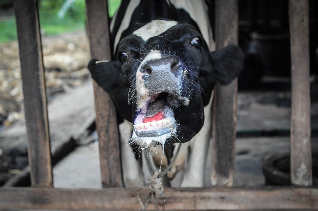 Fiebre aftosa en una vaca