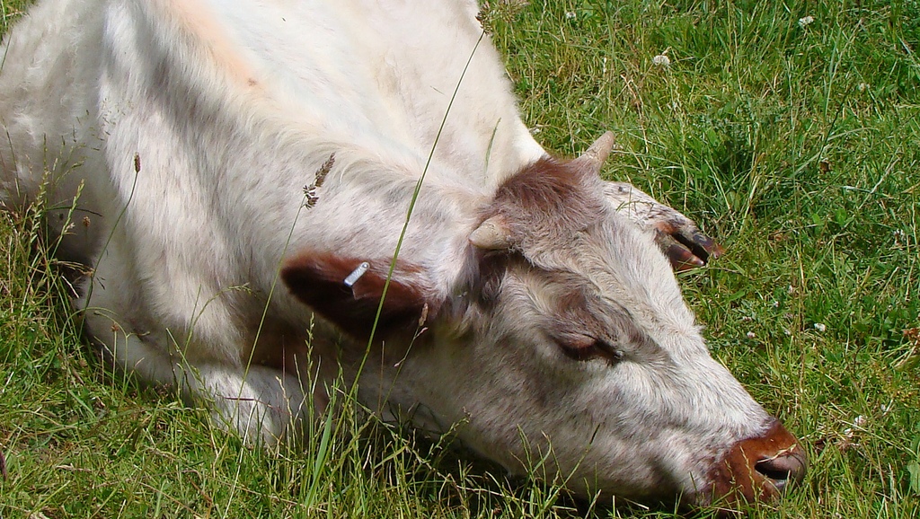 La vaca está enferma
