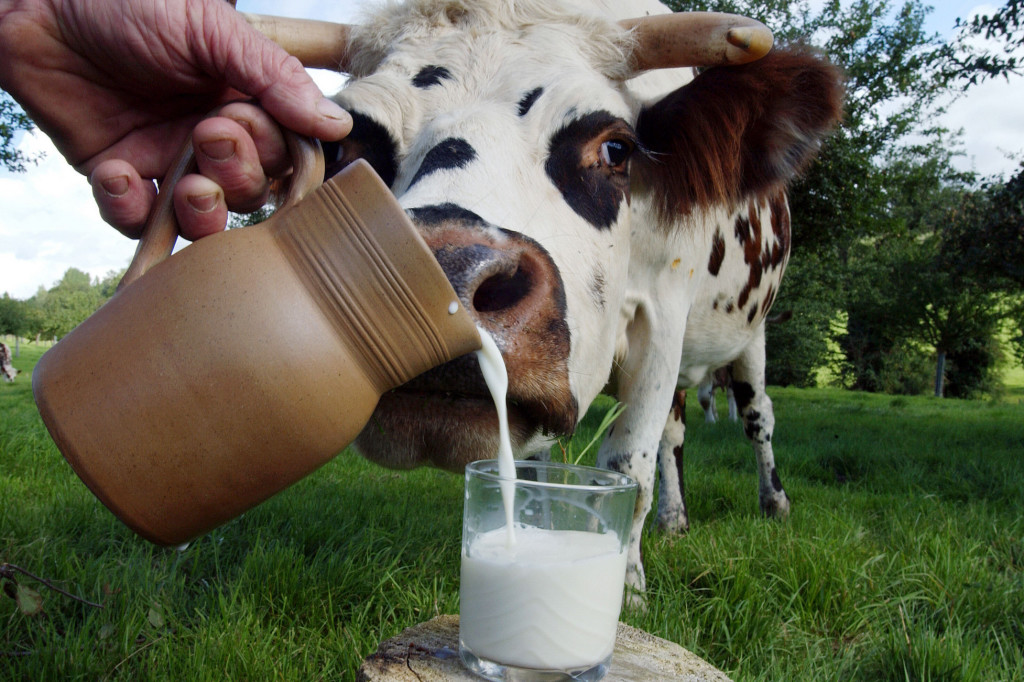 La leche de vaca es amarga.