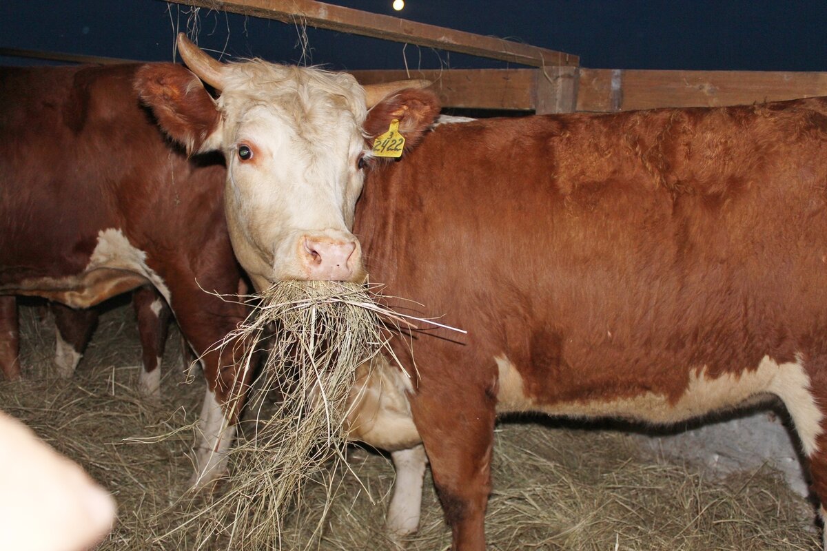 La vaca come heno