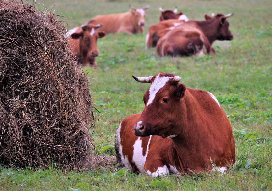 Vacas y heno