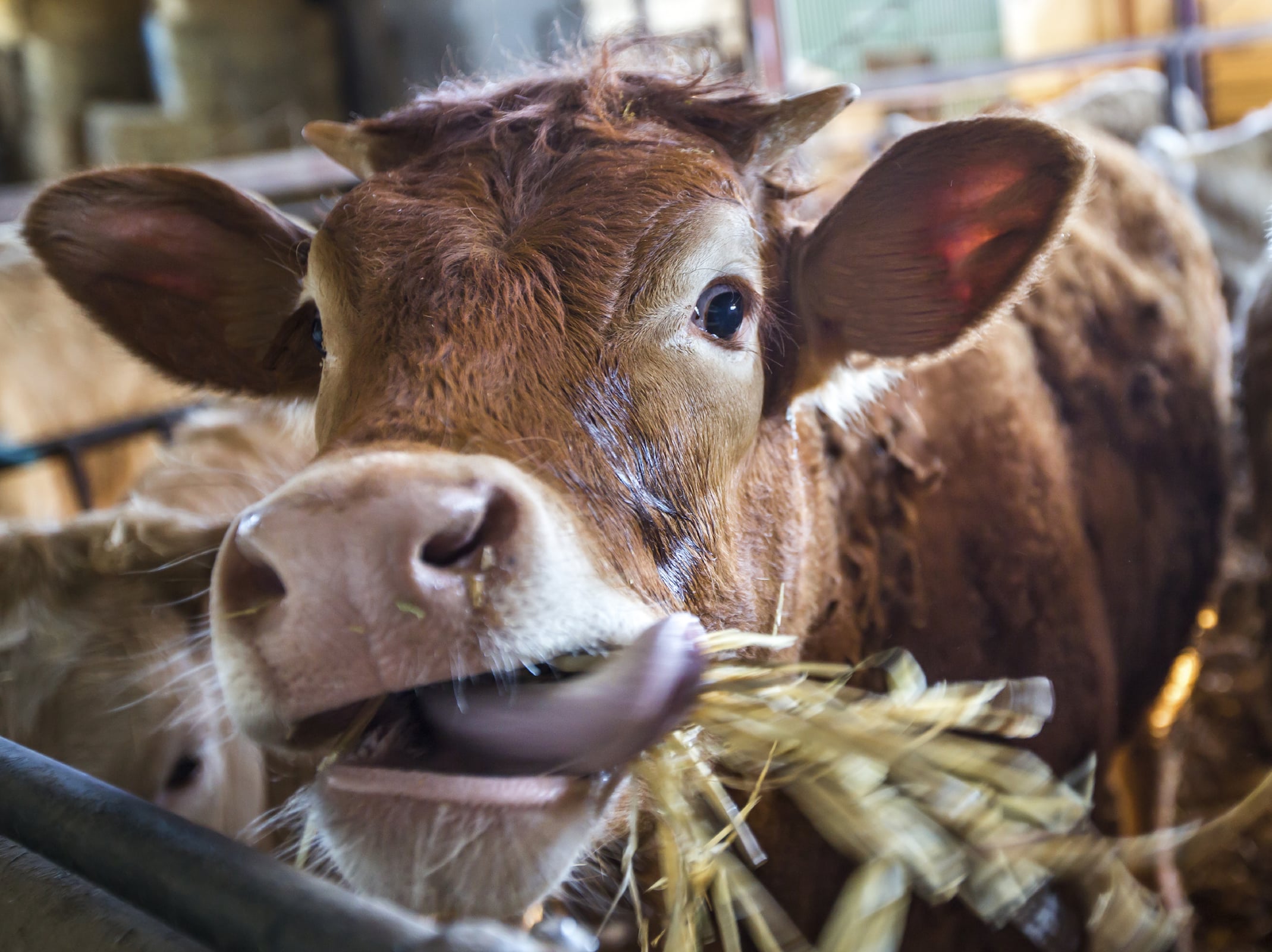 ¿Cuánto heno necesita una vaca al día?