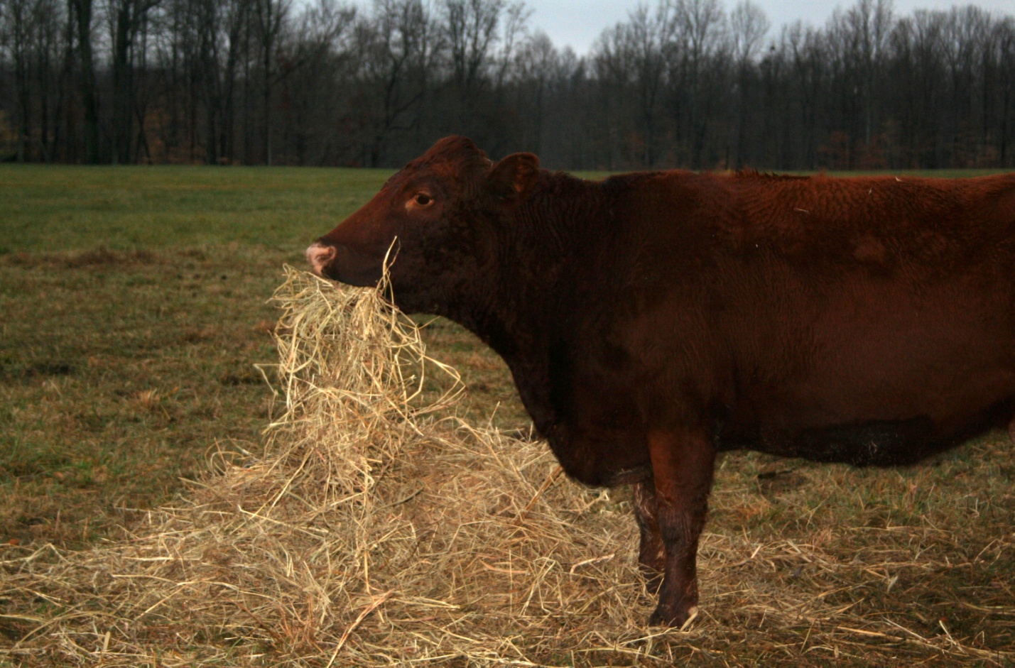 La vaca come heno