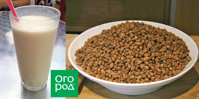 beneficios del cultivo del maní chufa