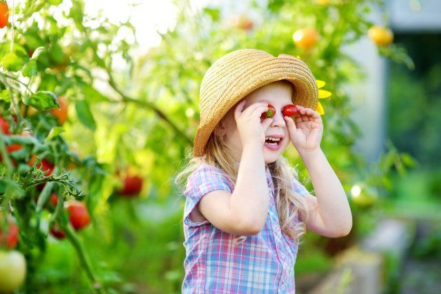 Adorable niña con sombrero recogiendo tomates orgánicos frescos y maduros en un invernadero en una cálida noche de verano