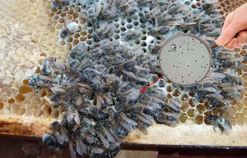 Dulces para abejas: beneficios y preparación de la alimentación.