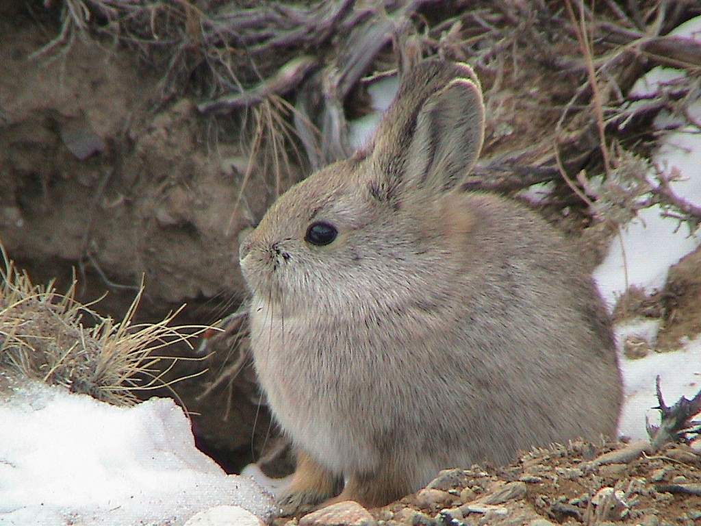 Conejo de Idaho