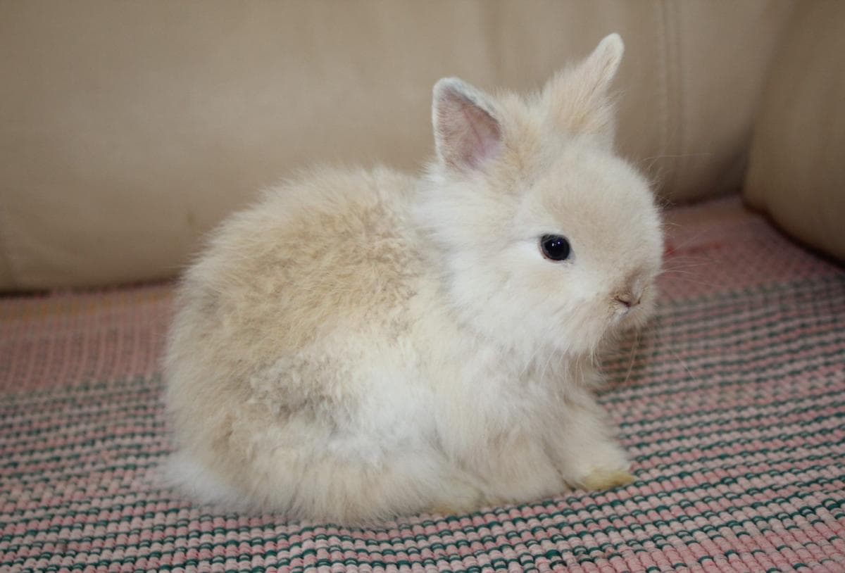 Angora enano