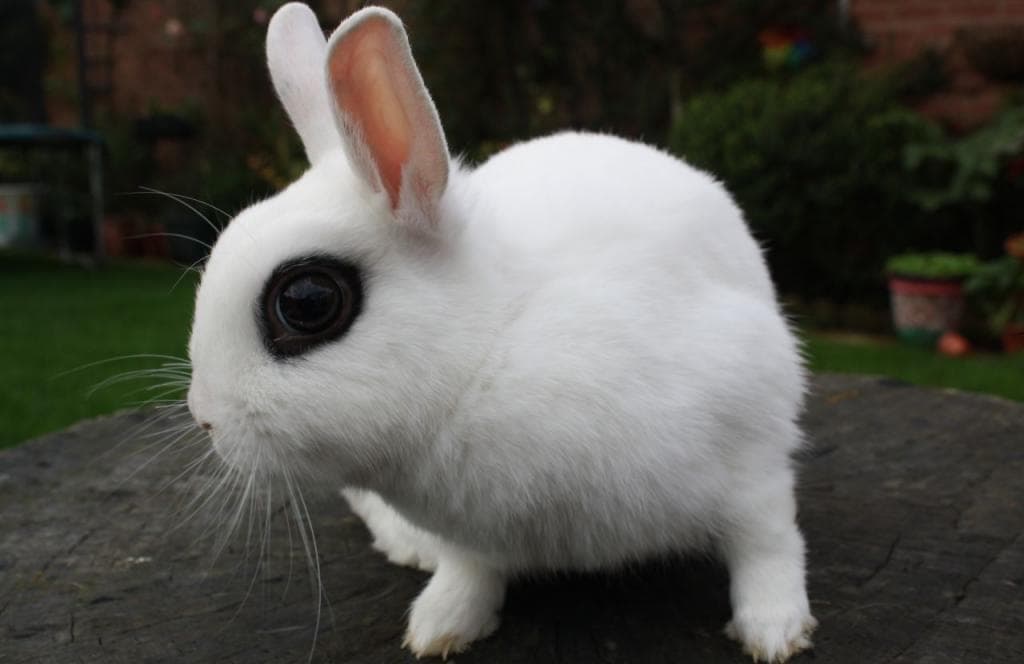 Hotot enano