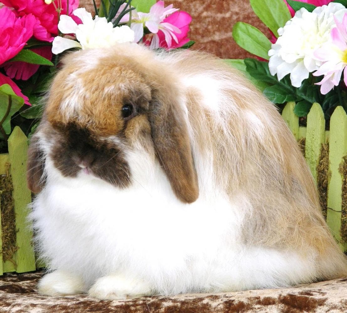 Lop peludo