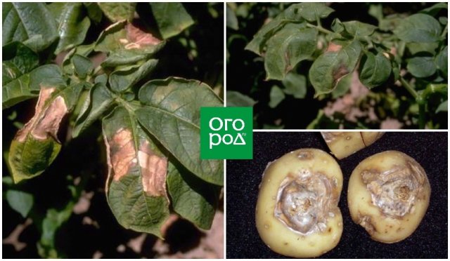 fusariosis