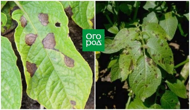 Alternaria
