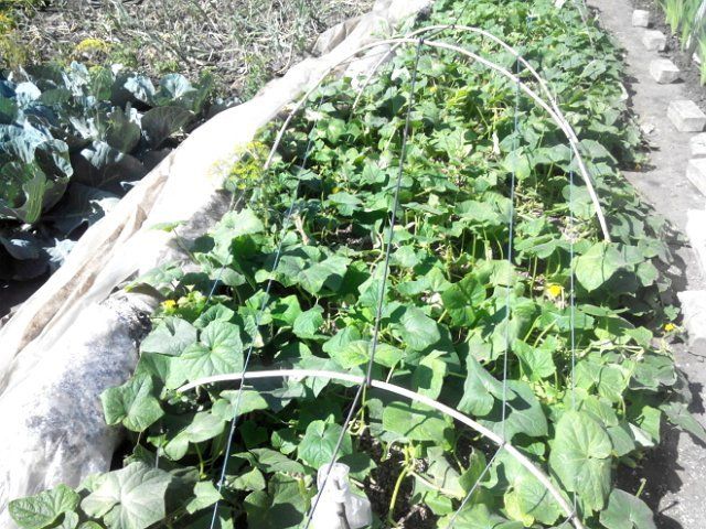 Pepinos bajo spunbond