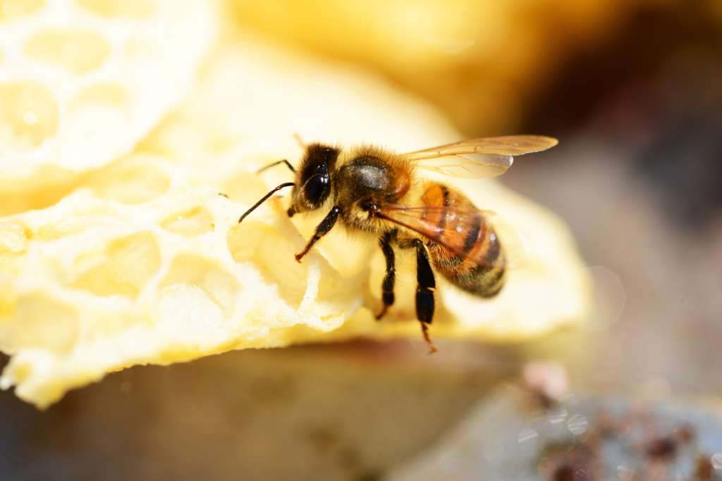 Abeja Buckfast